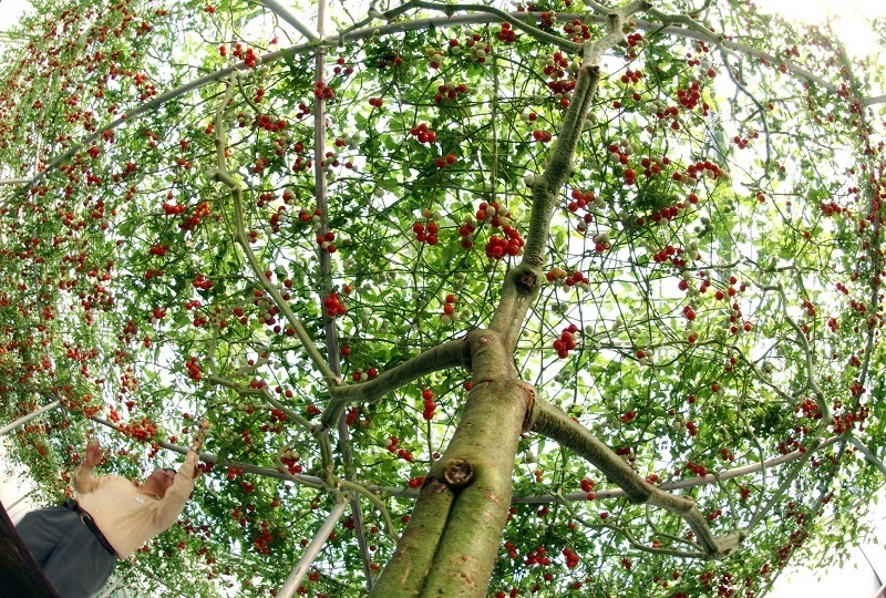 tomato-tree3.jpg