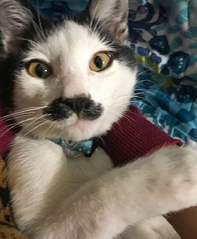 Кот с усами