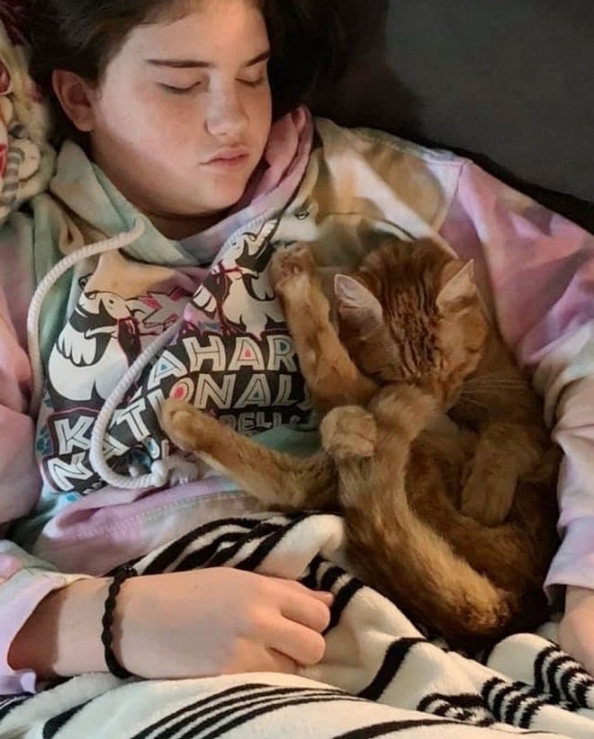 Кот уснул в машине