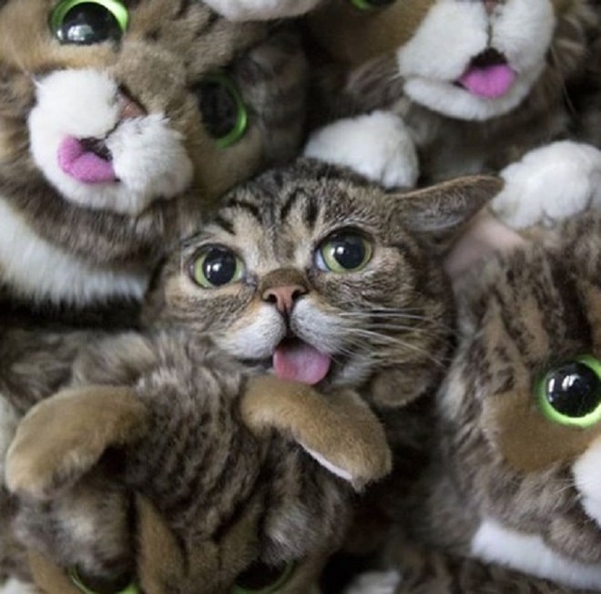 Кошка лежит среди игрушек