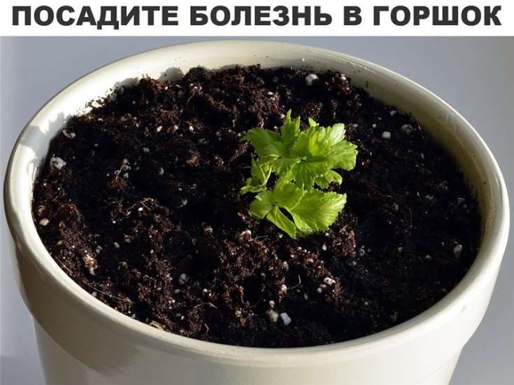 Посадите болезнь в горшок