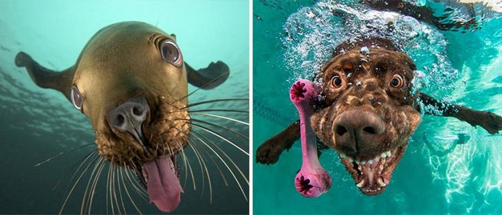 20 доказательств того, что тюлени это собаки подводного мира собаки, имеют, кошки, тюленями, подотряду, домашними, почему, параллельному, кошкообразных, Feliformia, генетическая, связь, прекрасно, объясняет, тюленей, время, часто, называют, щенками, океана