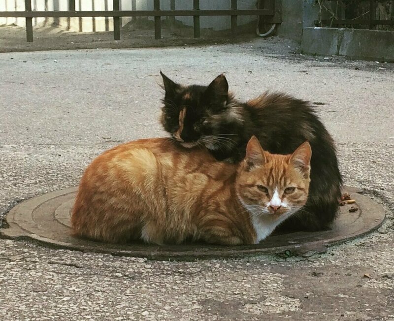 Жена посмотрела на нас тоскливыми глазами и снова взвыла: -Я-а-а-й-ц-а-а. -Что яйца? -Оторва-а-а-ались... Жена посмотрела на нас тоскливыми глазами и снова взвыла: -Я-а-а-й-ц-а-а. -Что яйца? -Оторва-а-а-ались... истории из жизни