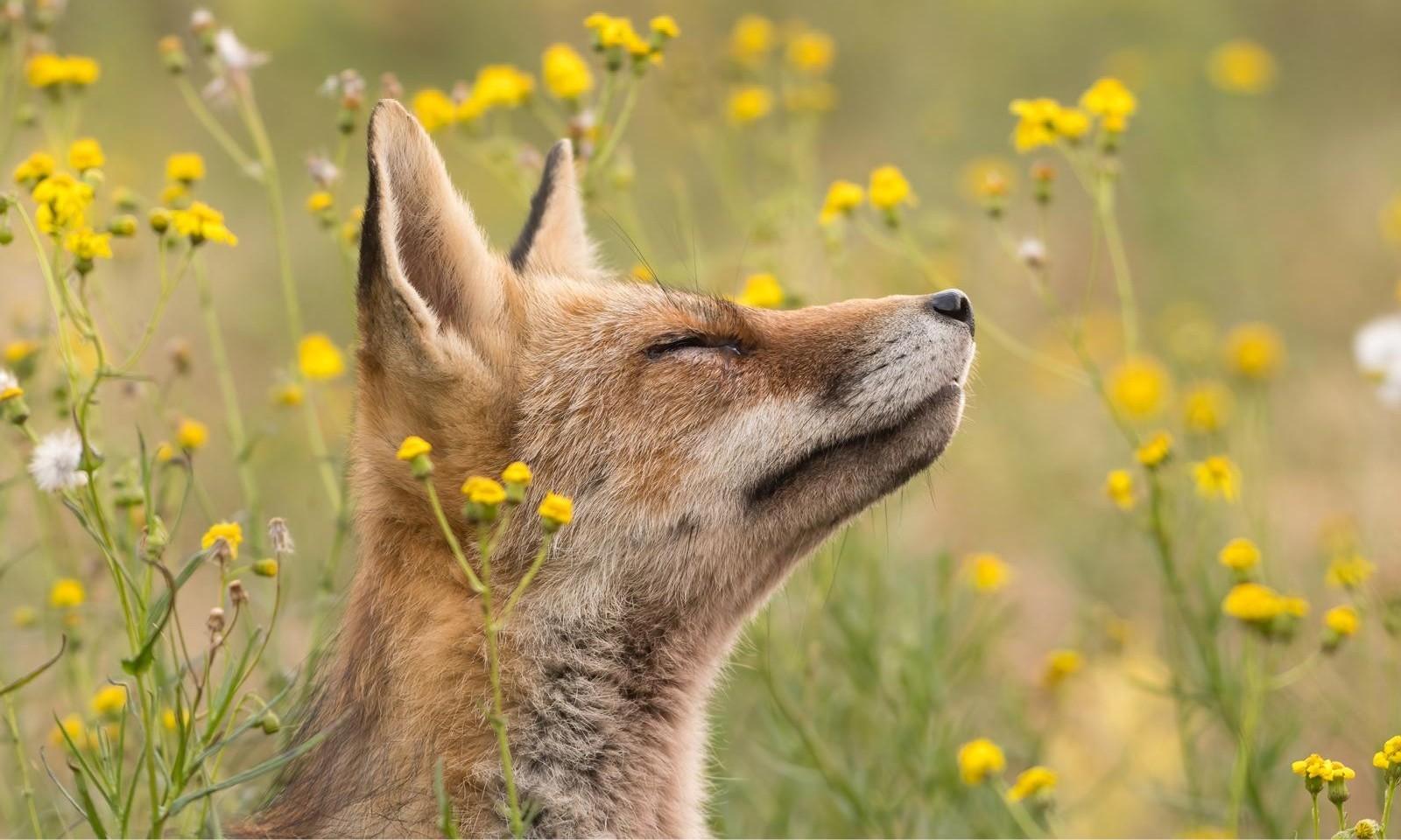 25 самых милых фотографий животных в дикой природе