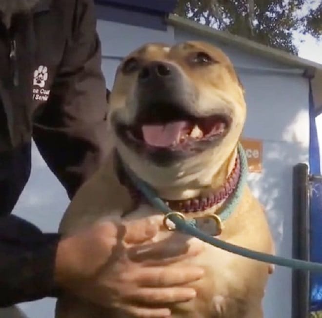 Счастливая собака