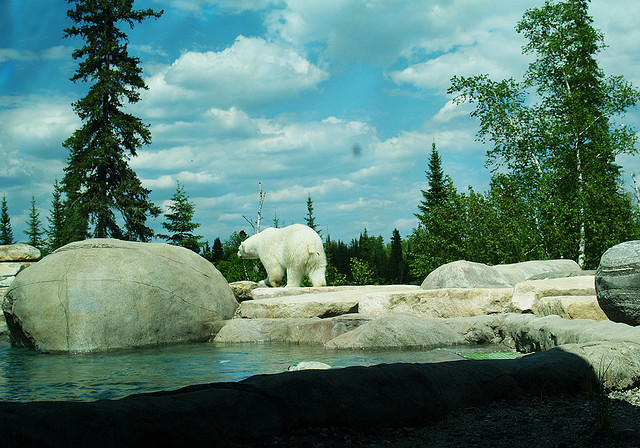 В бассейне с белыми медведями В бассейне с белыми медведями авиатур