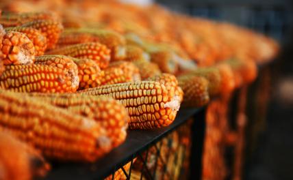 Целебная кукуруза победит малокровие и накормит человечество досыта геополитика
