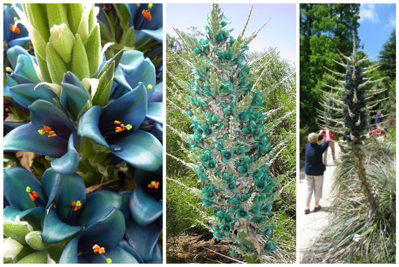 Пуйя Бертерони (Puya berteroniana) интересное, красота, флора, цветы