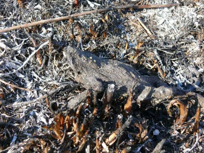 Смысл русских ругательств, который почему-то был утрачен история