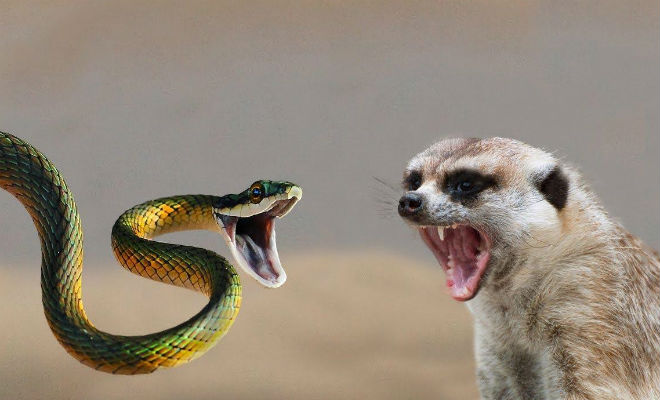10 животных, от которых змеи стараются держаться подальше