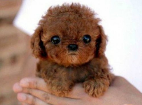 Фотоприколы с животными, которые поднимут настроение Фотоприколы с животными, которые поднимут настроение mir-interes.info