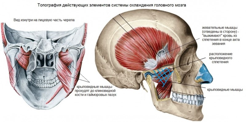 Крыловидная мышца челюсти фото