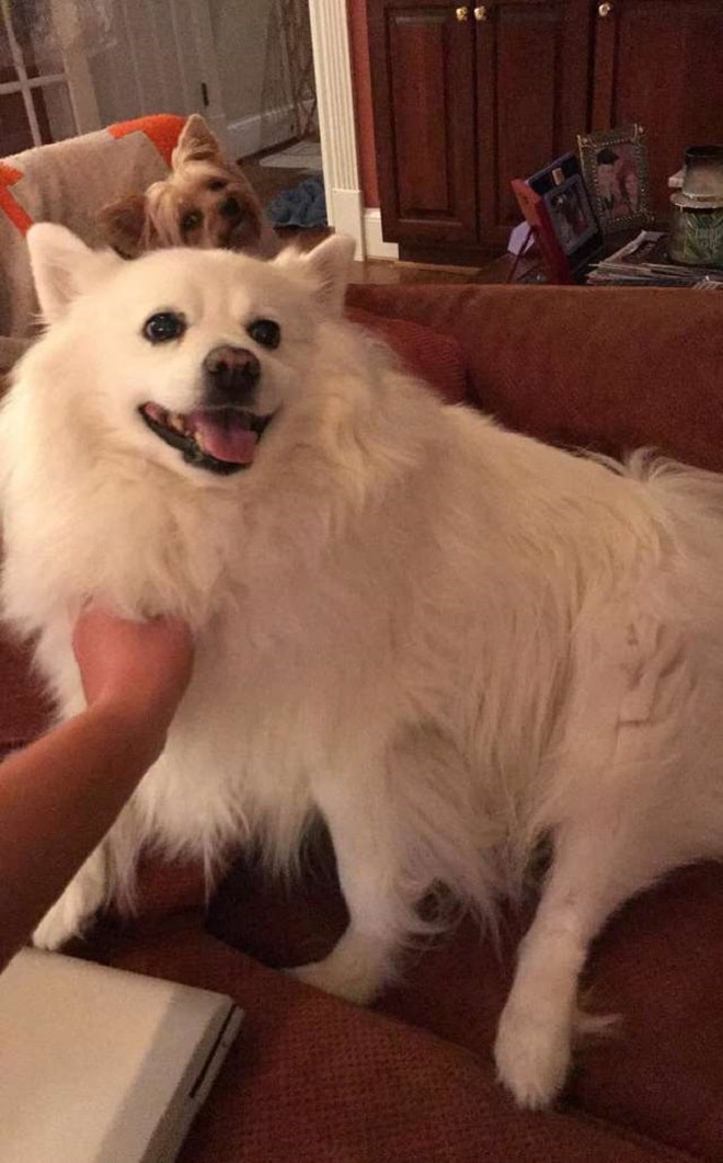 «А она все также ждет…»: грустная кошка появляется на пороге чужого дома, заглядывая внутрь