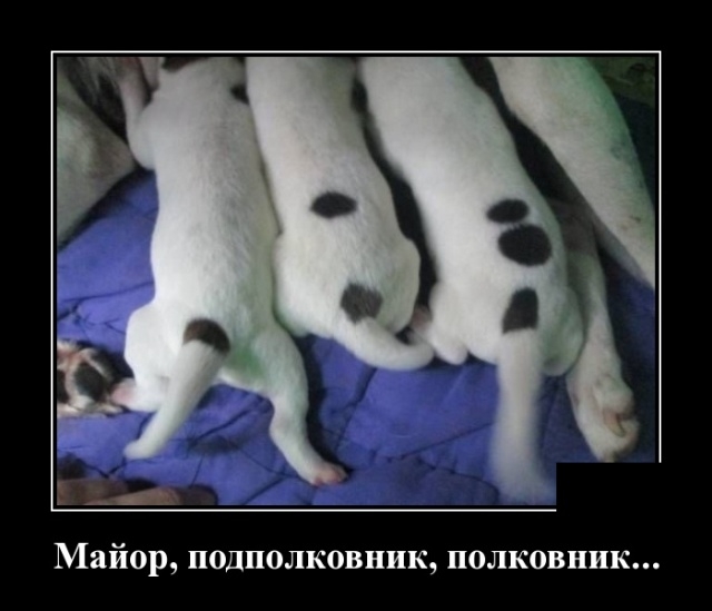 Демотиваторы 11 февраля 