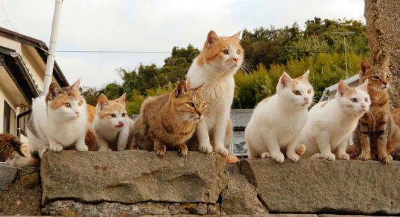 Почему Австралия решила уничтожить 2 миллиона кошек? Почему Австралия решила уничтожить 2 миллиона кошек? Австралия,кошки и коты