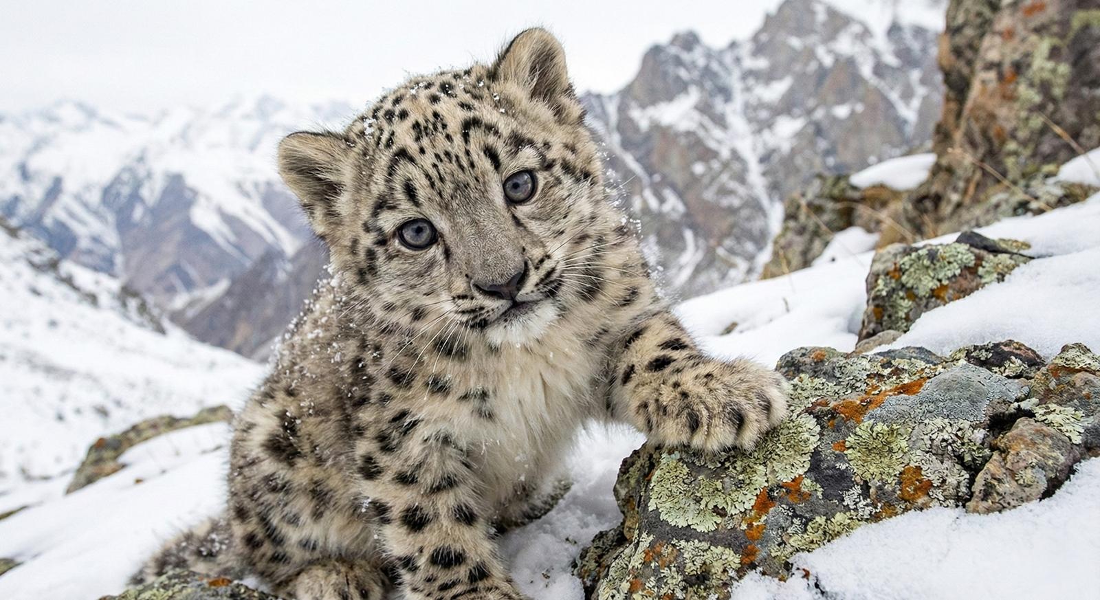 25 самых милых фотографий животных в дикой природе ShutterstockFotodomruфото, ктото, Bachkova, посмотрите, Piotr, марта, только, дикой, NataliaShutterstockFotodomruфото, KrzeslakShutterstockFotodomruфото, важной, удивленно, выглядывает, Только, укрытия, сладко, рядом, неловко, кувыркается, траве