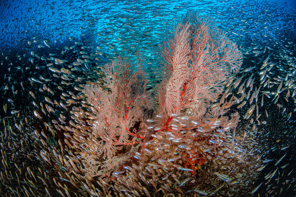 Конкурс подводной фотографии Ocean Art 2019 Ocean, морских, длину, самых, тюлень, акула, Paolo, относятся, моллюсков, более, сардин, особей, Размеры, Michenet, Fabien, видов, Красивые, Серый, «змеехвостки», Запуталась
