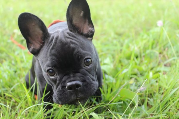 Гиперактивный щенок не всё так грустно