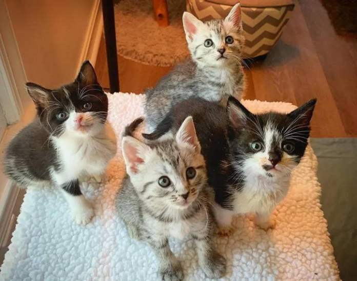 Без кота и жизнь не та