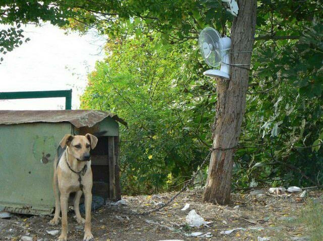 Приезжайте к нам в колхоз - куры, куры и навоз  