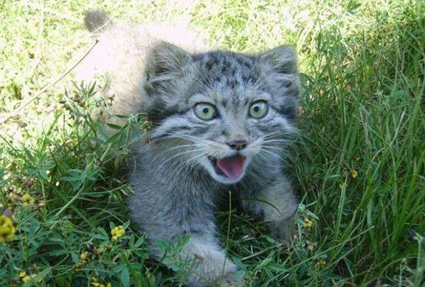 russian-farmer-wild-cat-kittens-manul-4