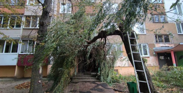 Поваленные деревья и поврежденные автомобили: последствия сильного ветра в Могилевской области Фото.