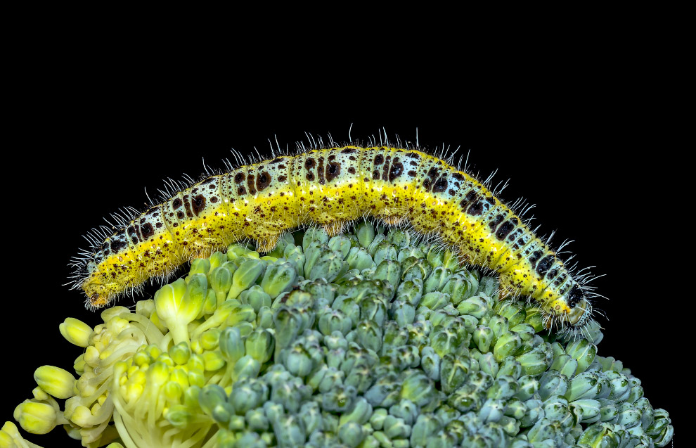 Бабочка капустница Pieris brassicae Бабочка капустница Pieris brassicae