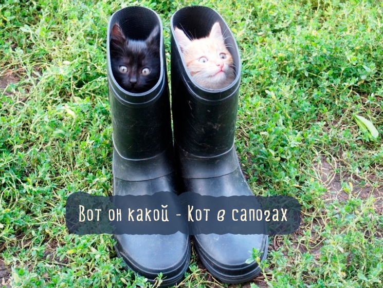 котята в сапогах котята в сапогах