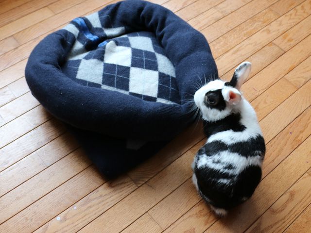 Лежанка для кошки из старого свитера своими руками
