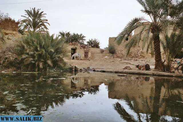 Оазис Сива.