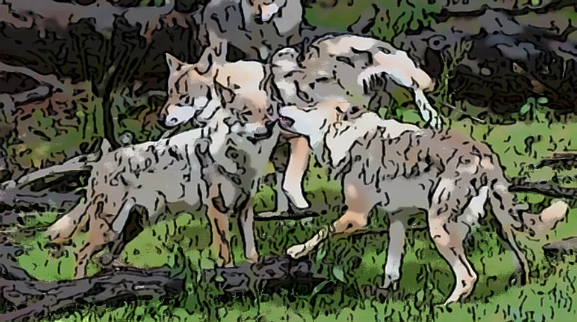 Несколько волков расступились и на передний план вышел тот самый бедняга с пластиком на голове.