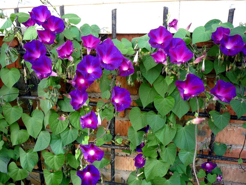 Красота по вертикали: лианы-летники Красота по вертикали: лианы-летники вертикальное озеленение,лианы,однолетники,сад,цветы