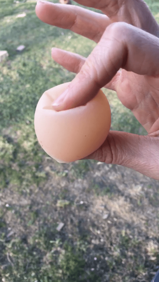 Эти яйца удивили даже тех, кто их отложил 