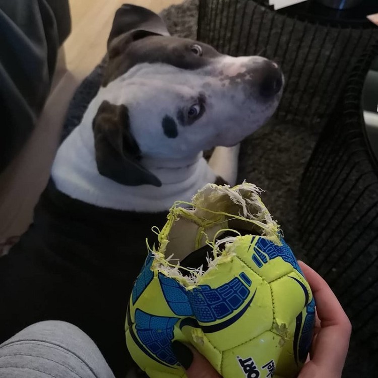 25 прелестных собак, которые очень сильно извиняются 25 прелестных собак, которые очень сильно извиняются