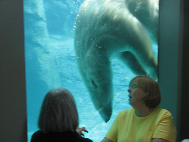 В бассейне с белыми медведями В бассейне с белыми медведями авиатур