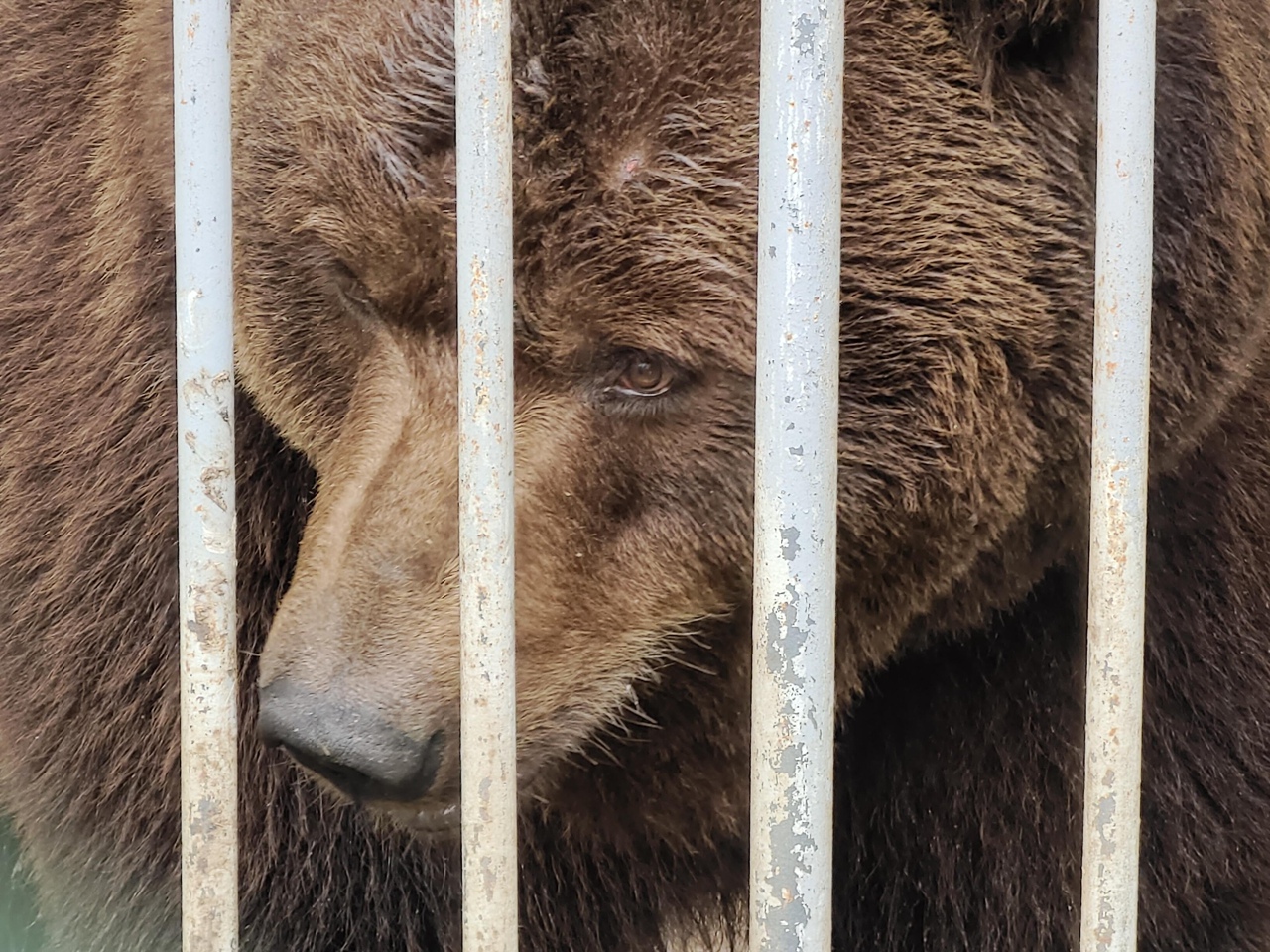 Придорожный медведь Малыш из Челябинского зоопарка станцевал нижний брейк