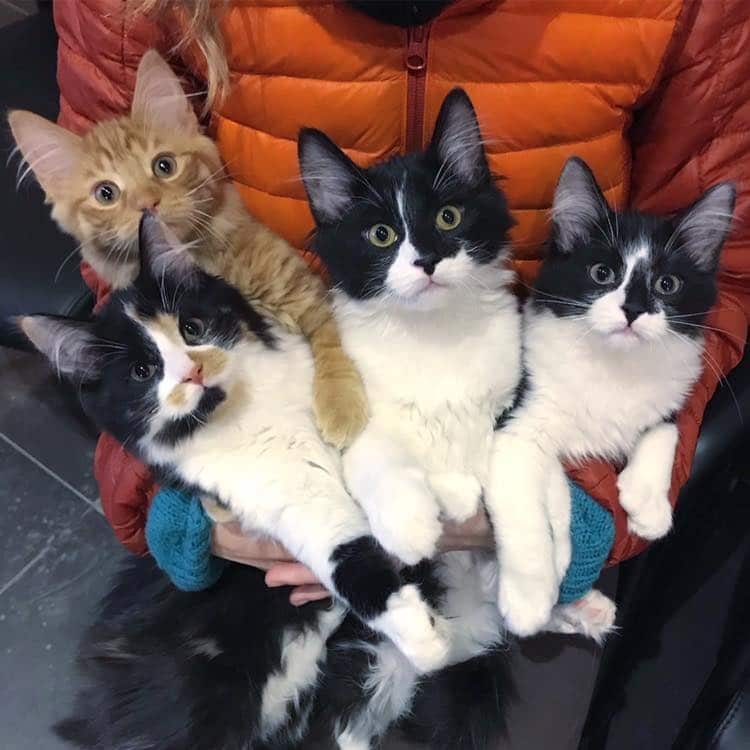 четыре котенка