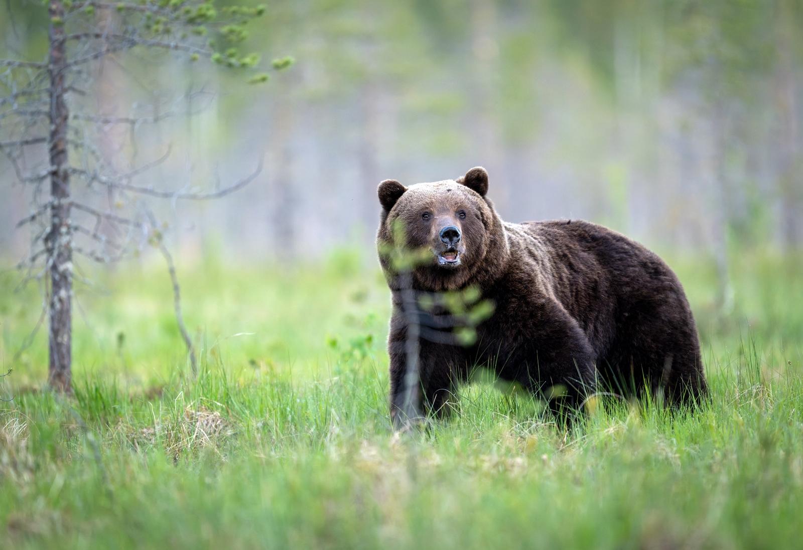 25 самых милых фотографий животных в дикой природе ShutterstockFotodomruфото, ктото, Bachkova, посмотрите, Piotr, марта, только, дикой, NataliaShutterstockFotodomruфото, KrzeslakShutterstockFotodomruфото, важной, удивленно, выглядывает, Только, укрытия, сладко, рядом, неловко, кувыркается, траве