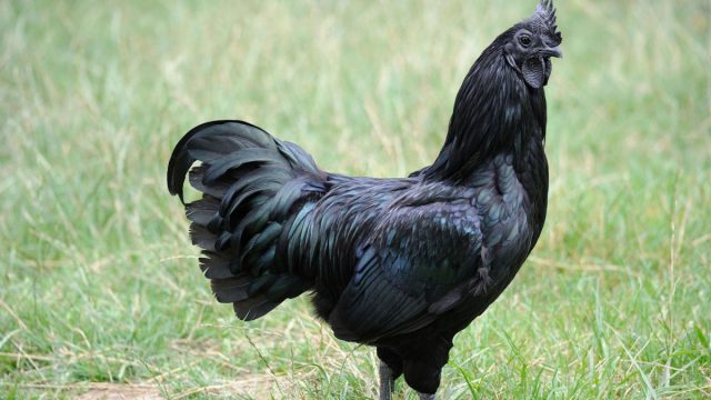 Абсолютно черная курица Аям Цемани: особенности породы и мифы продавцов Цемани, очень, породы, поэтому, куриц, курицы, самок, чёрных, также, Индонезии, полностью, особенности, может, чёрный, около, гребень, видом, часто, ЮгоВосточной, Ухейилюй