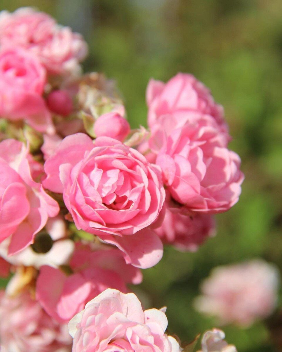 Розы полиантовые: что это такое, популярные сорта и как за ними ухаживать лучше, более, блогера, семена, можно, могут, сортов, соцветия, Цветки, полиантовые, сразу, саженцы, грунт, нужно, очень, розовые, стоит, землю, цветения, растение