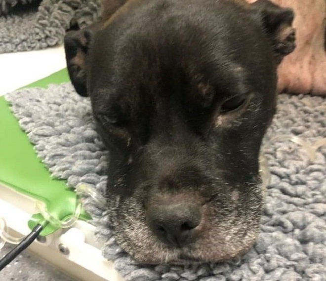 Собака грустит