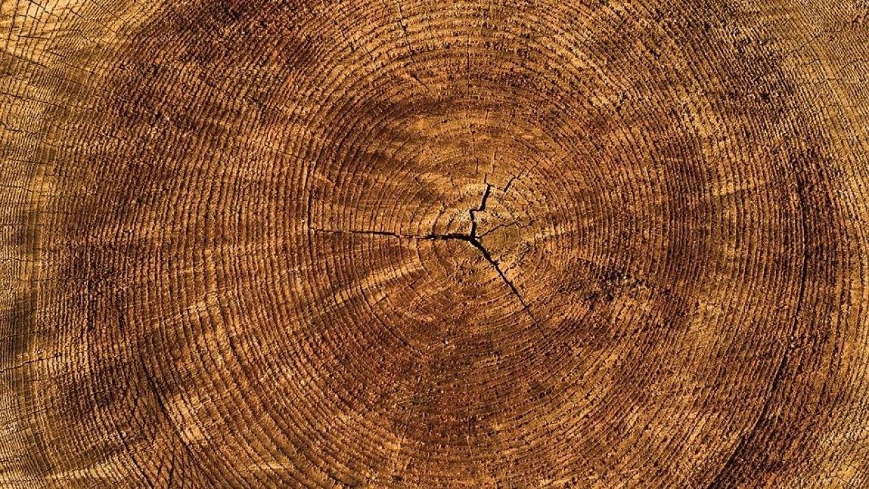 Ученые из Якутии создали рентген для диагностики здоровья деревьев