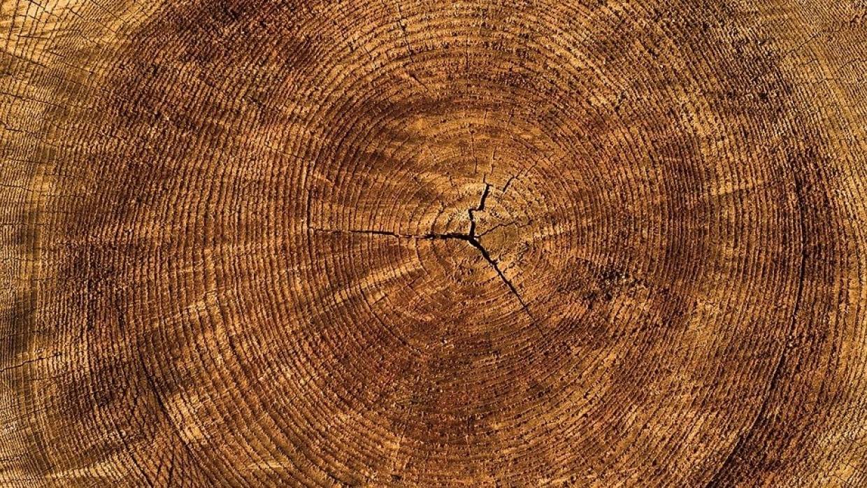 Ученые из Якутии создали рентген для диагностики здоровья деревьев