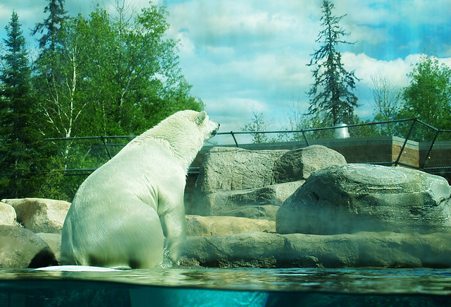 В бассейне с белыми медведями авиатур