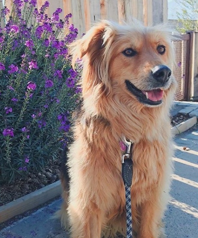 Собака сидит