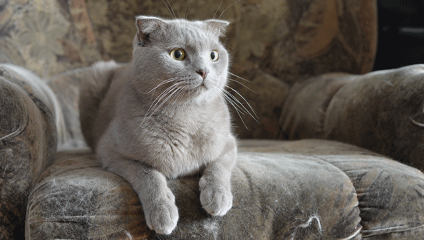 Подборка смешных и прикольных гифок из сети Подборка смешных и прикольных гифок из сети