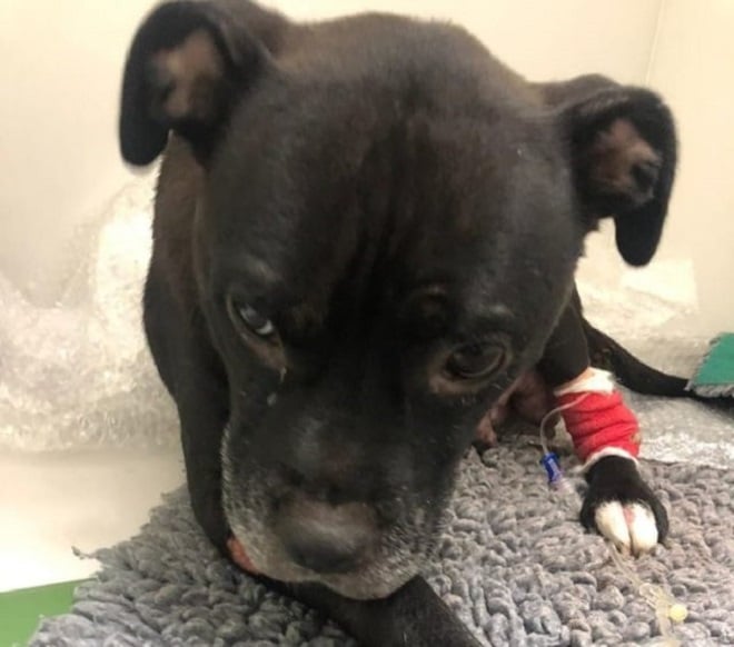 Собака лежит