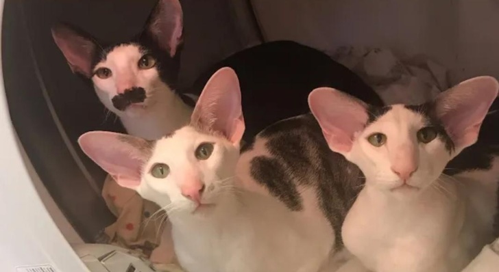 20 кошечек, которых будто нарисовали по заказам пользователей соцсетей, а потом оживили