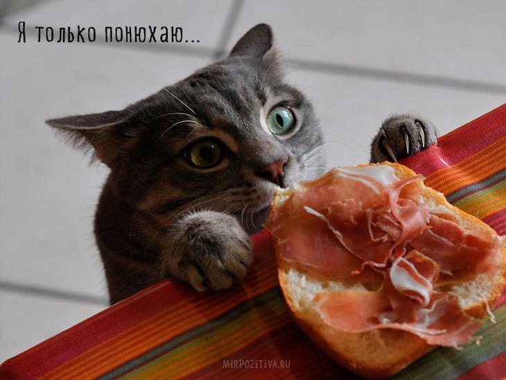 кошка ворует колбасу