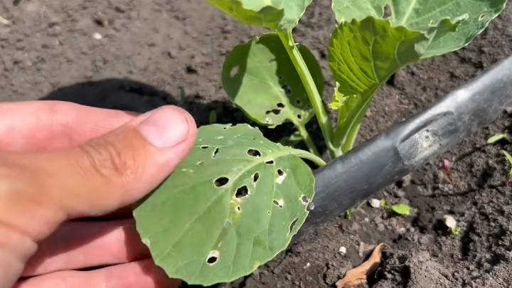 Кокон белокрылка. Земляничная белокрылка. Белокрылка на фуксии. Капустная белокрылка. Белокрылка на огурцах.